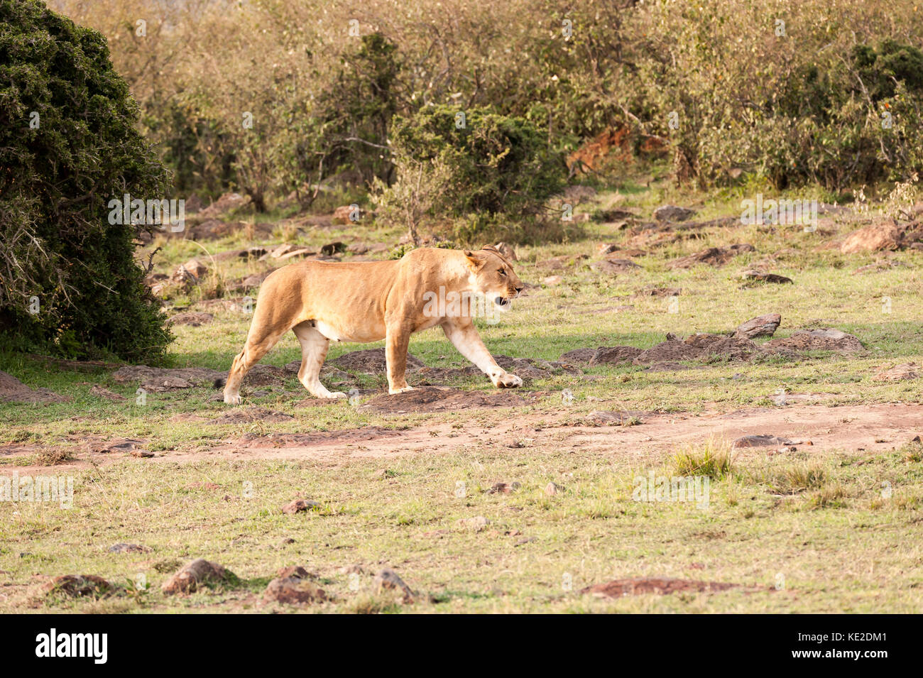 Lion féminin dans la réserve nationale de Maasai Mara Banque D'Images