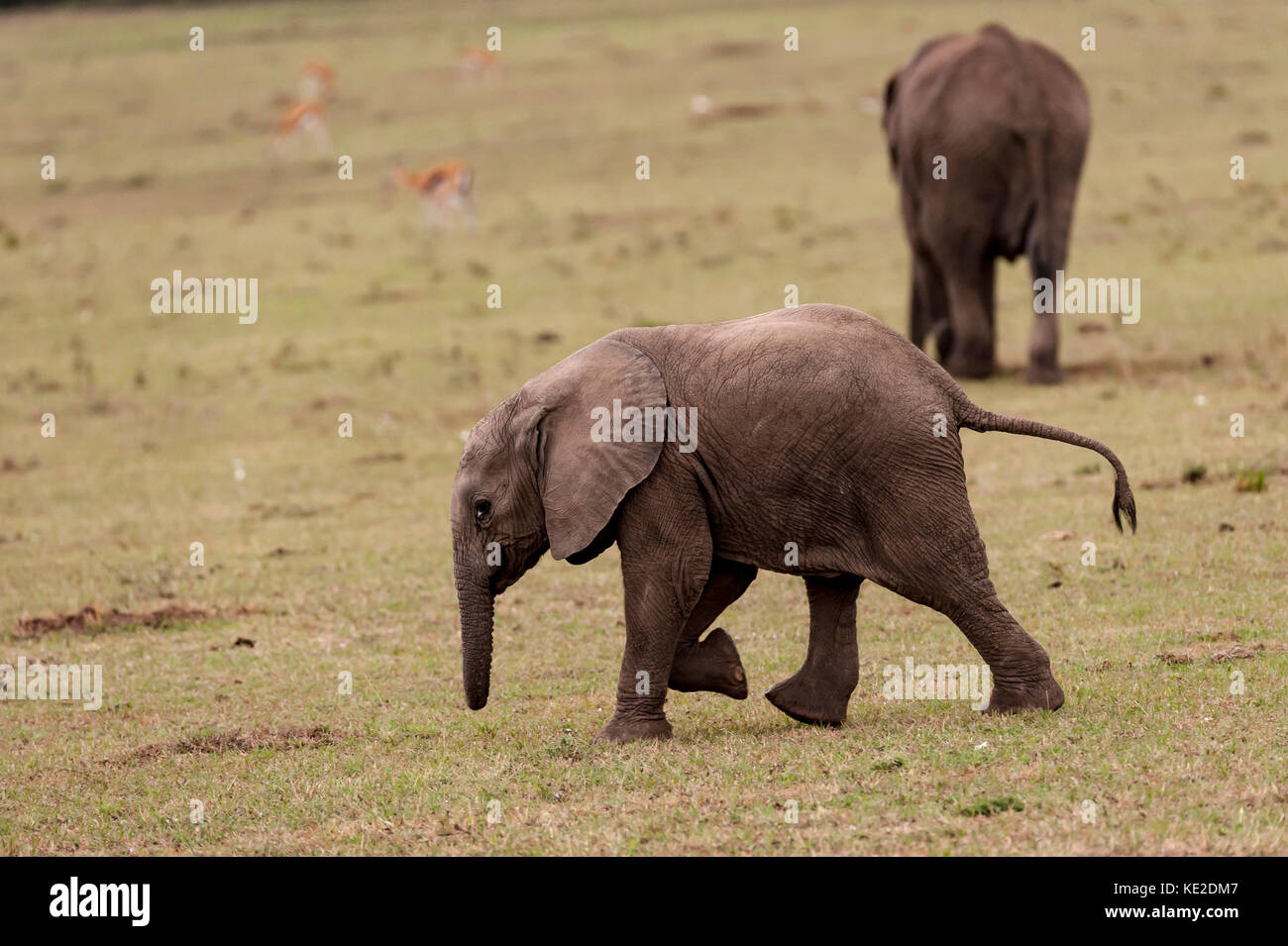 Bébé éléphant d'Afrique dans la réserve nationale de Maasai Mara Banque D'Images