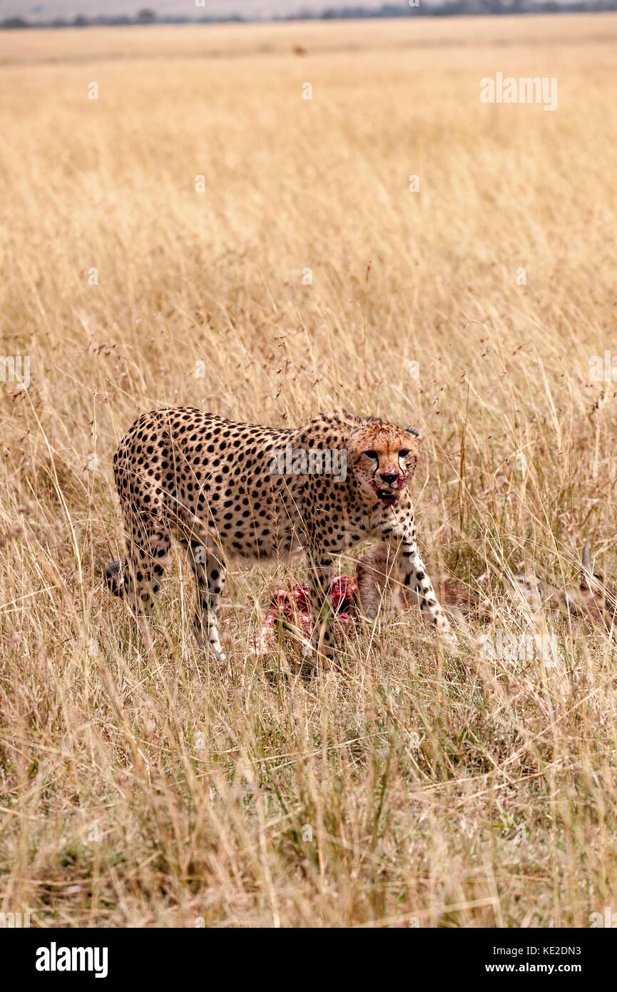 Cheetah après un assassinat dans la réserve nationale de Maasai Mara Banque D'Images