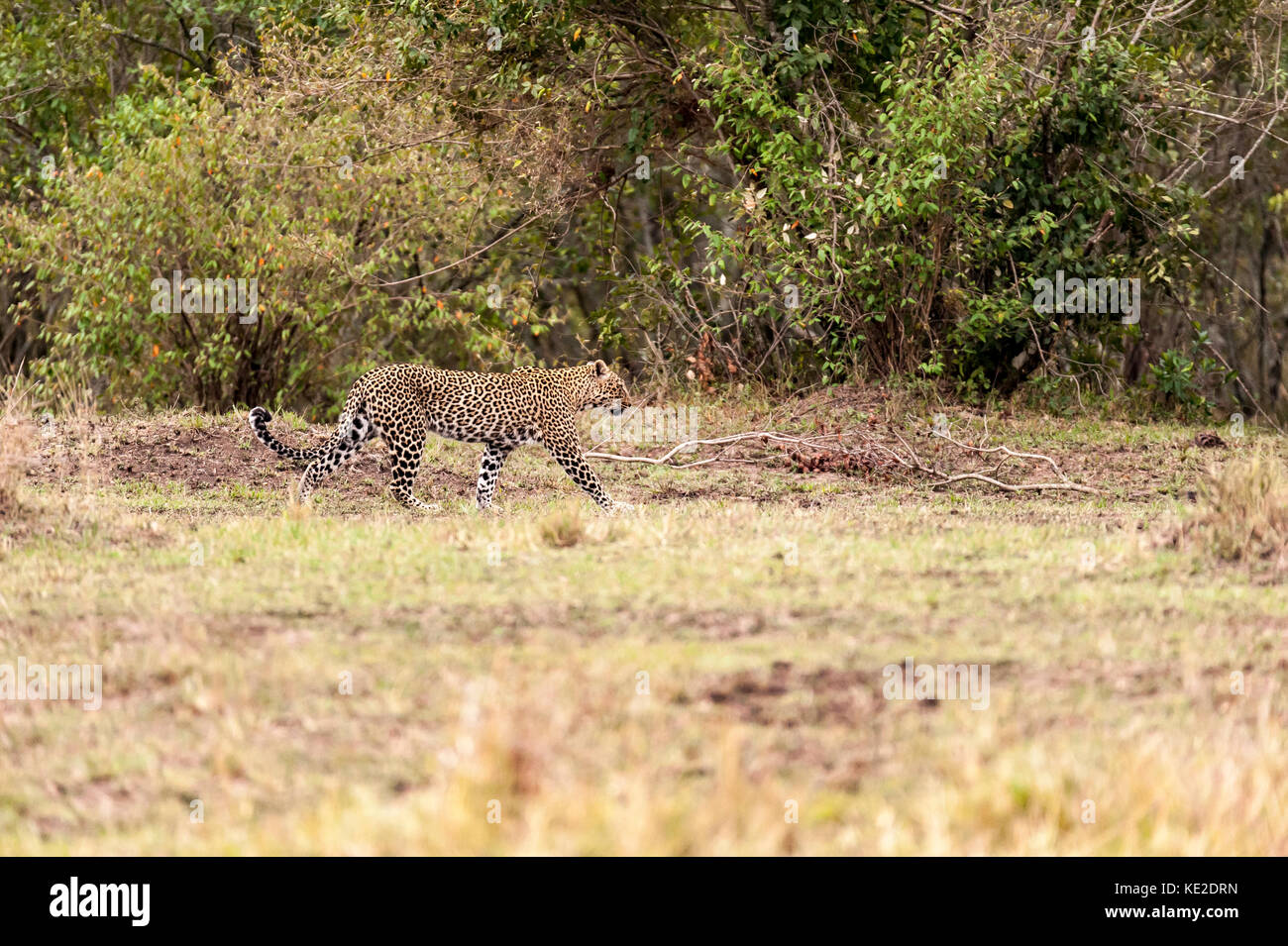 Le léopard dans le Massai Mara, Kenya Banque D'Images