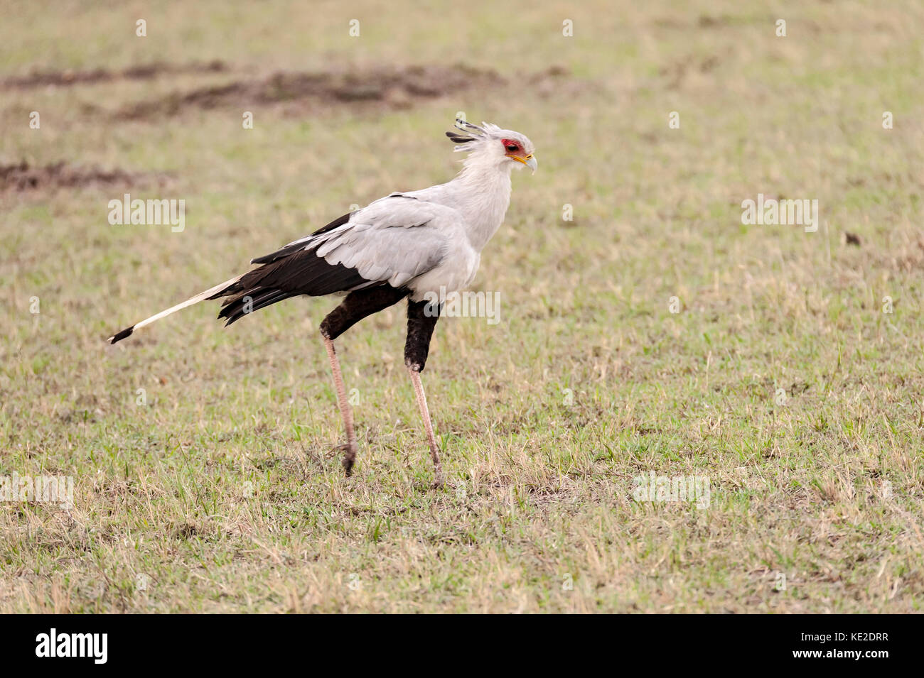 Le secrétaire oiseau dans le Massai Mara Banque D'Images