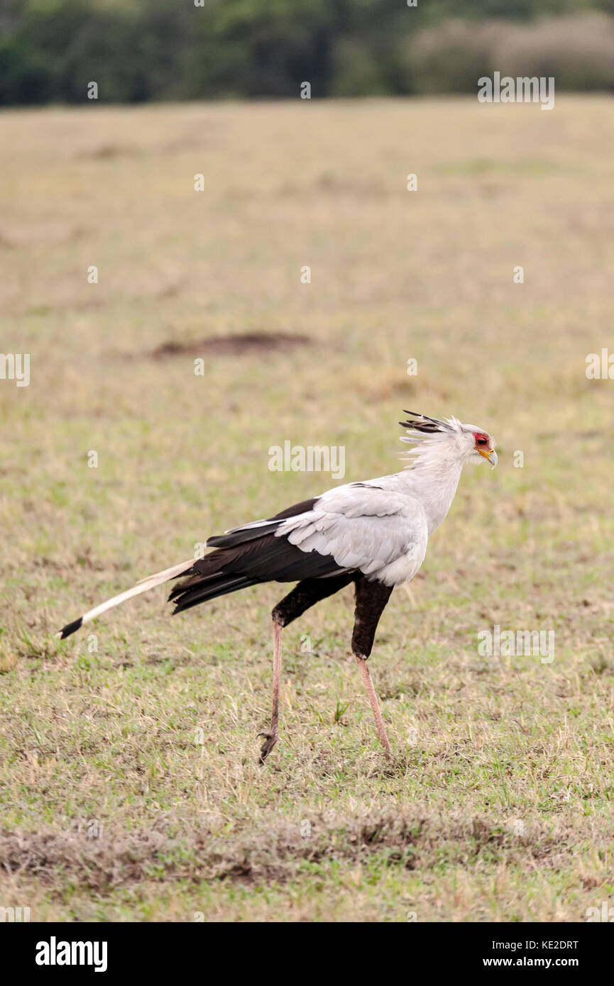 Le secrétaire oiseau dans le Massai Mara Banque D'Images