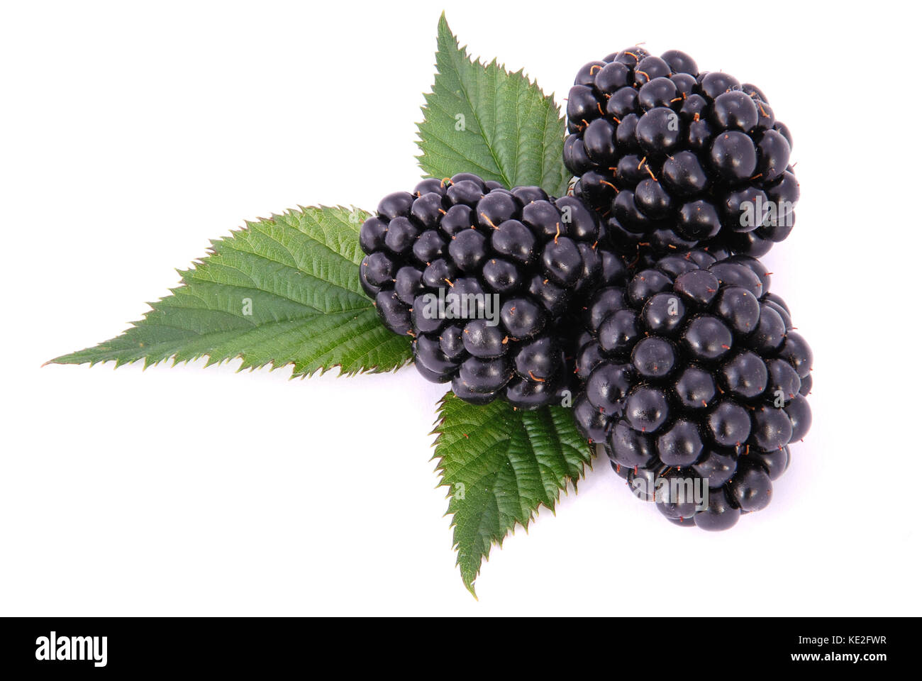 Les blackberrys avec leafs on white Banque D'Images