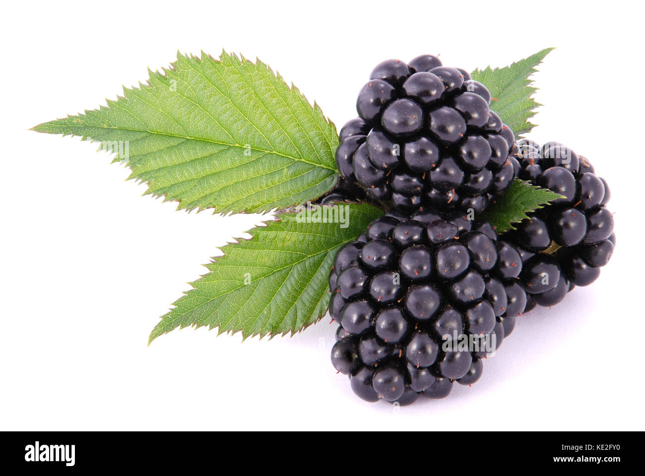 Les blackberrys avec leafs on white Banque D'Images