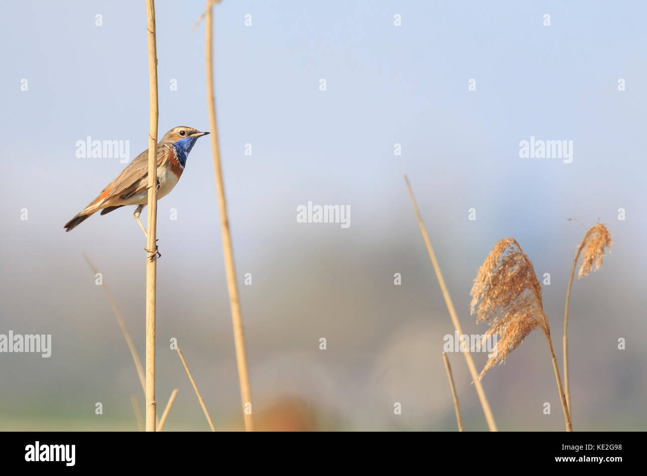 Mâle bleu-gorge oiseau (Luscinia svecica cyanecula) chanter pour attirer une femelle pendant la saison de reproduction au printemps Banque D'Images