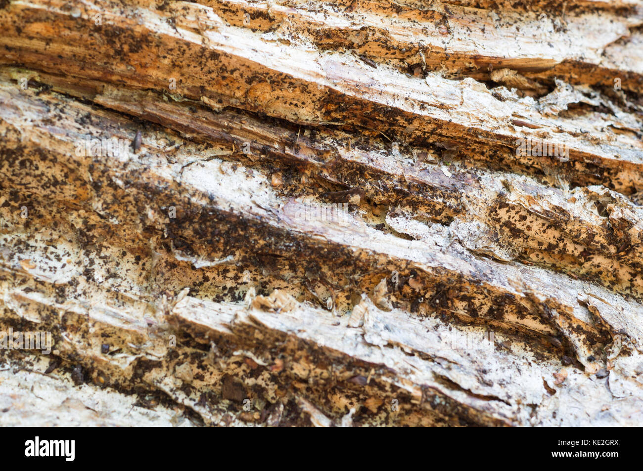 Détail texture rugueuse du bois tombé pour l'arrière plan. surface, abstract, arrière-plan. Banque D'Images