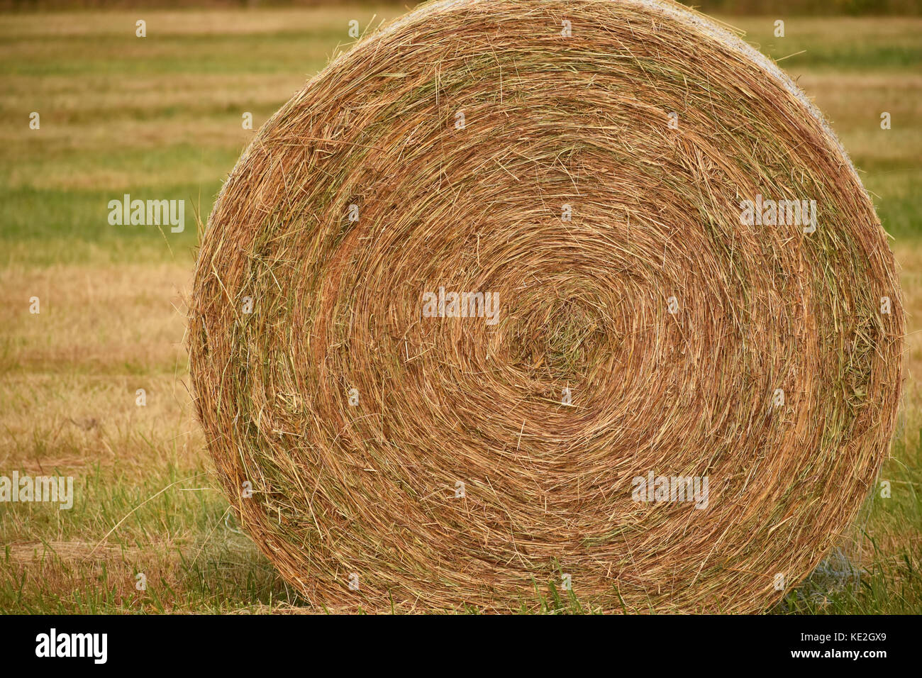 A rolled hay bale circulaire libre. Banque D'Images