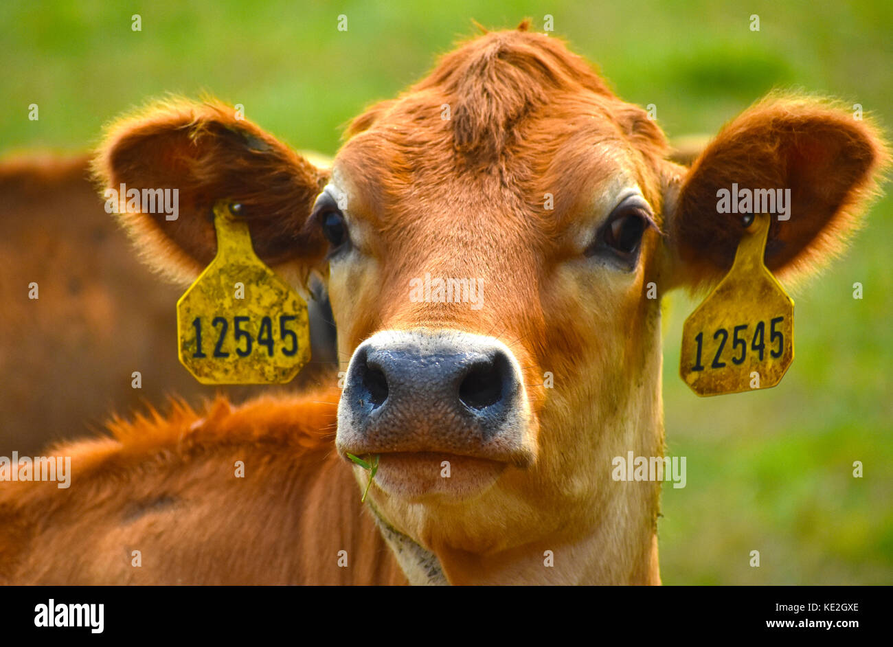 Lot De 100 étiquettes D'oreille Pour Bétail - TPU - Sans Numéro - Pour Vaches, Moutons, Chèvres