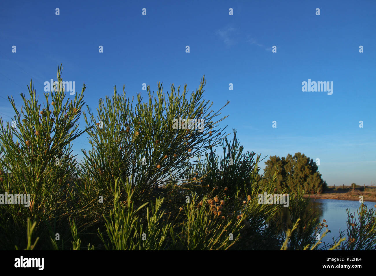 Étang de l'eau dans le désert de San Nicolas, à l'utilisation : la culture d'espèces marines dans ferme..*lundi*06*/Feb/201*.***personnel/nortephoto:photo**.*N*vente*d*thir Banque D'Images