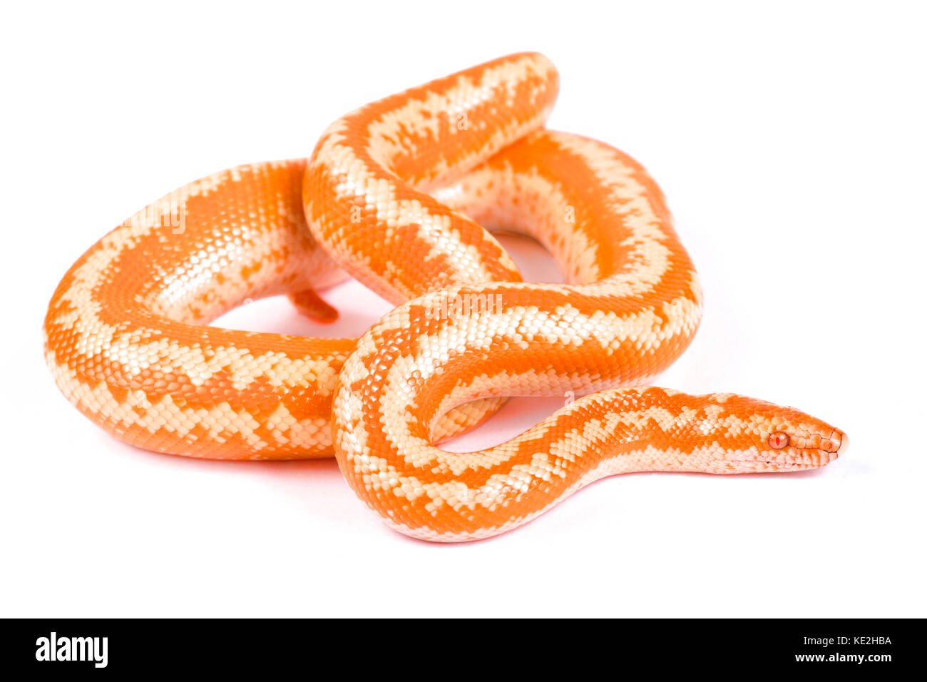 Baja,Lichanura trivirgata boa rose, myriolepis albino Limbourg Banque D'Images