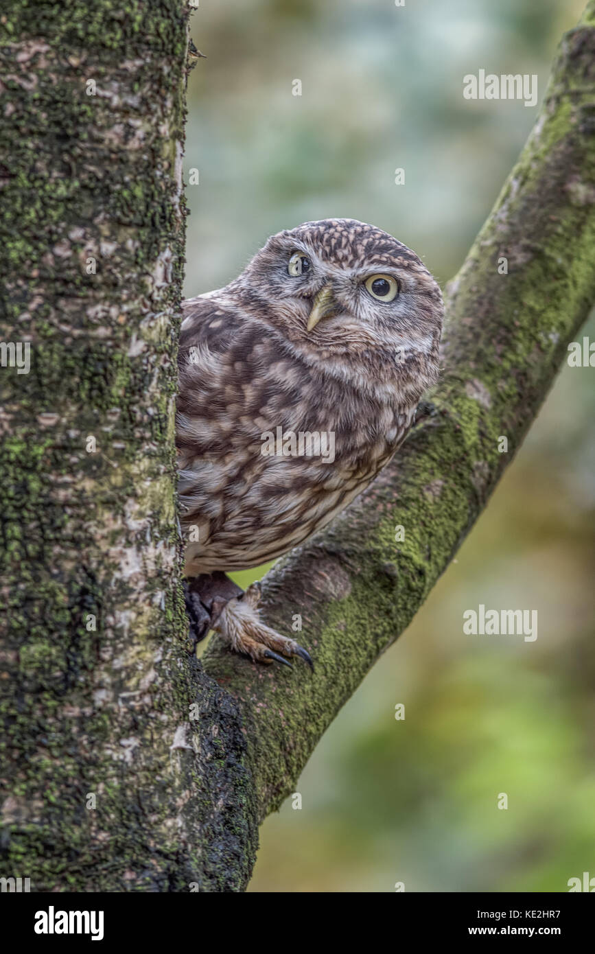 Un gros plan d'un petit hibou perché en captivité d'alerte dans la fourche d'un arbre se reflète de derrière le tronc Banque D'Images