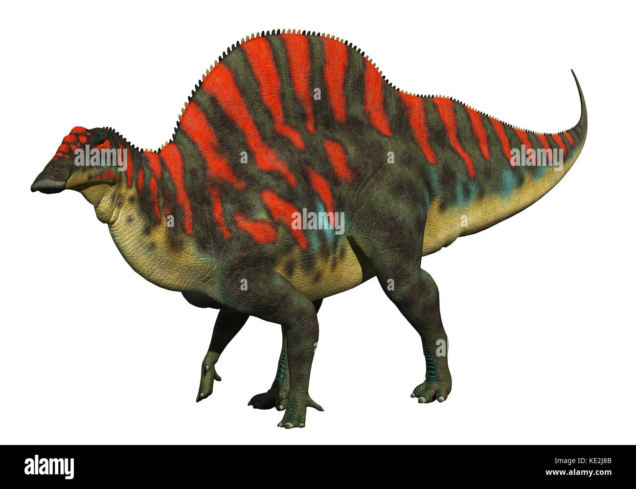 Ouranosaurus, iguanodonte nord-africain avec une grande crête vertébrale le long de son dos. Banque D'Images