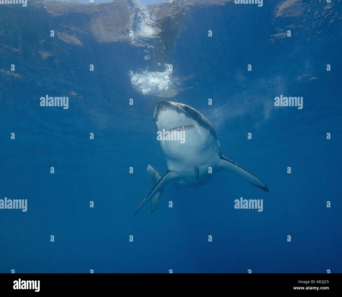 Un grand requin blanc à l'île de Guadalupe, au Mexique. Banque D'Images