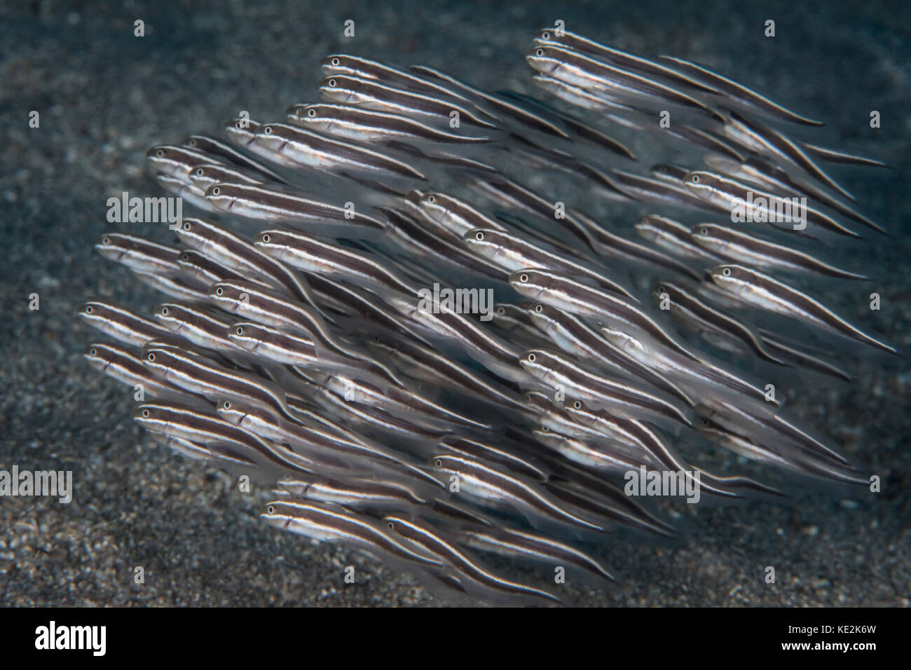Poisson-chat rayé à Sulawesi du Nord, Indonésie. Banque D'Images