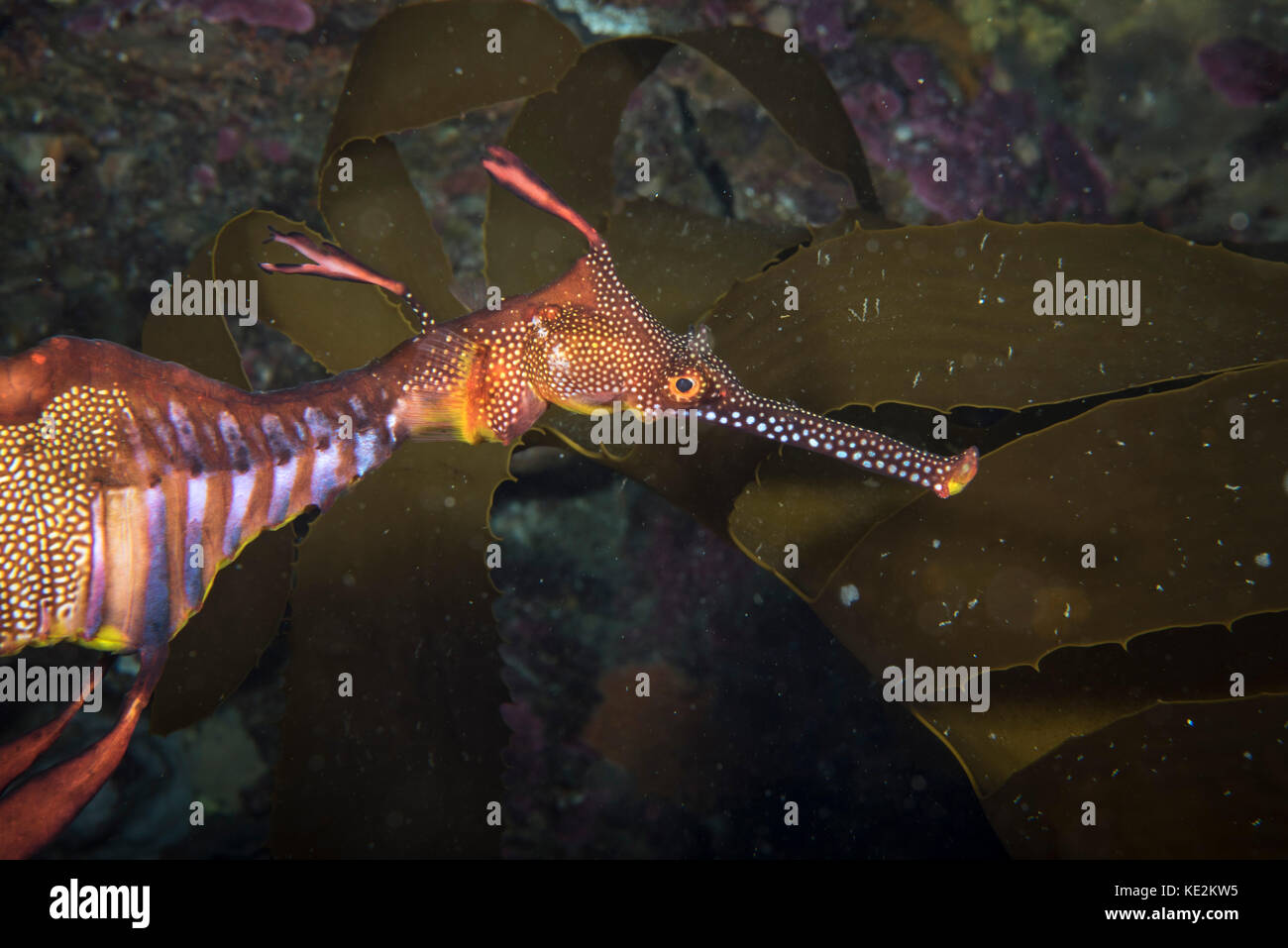 Dragon marin Weedy, Tasmanie, Australie. Banque D'Images