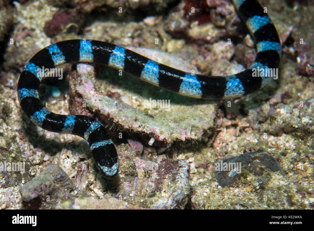 Krait de mer bagué aux Philippines. Banque D'Images
