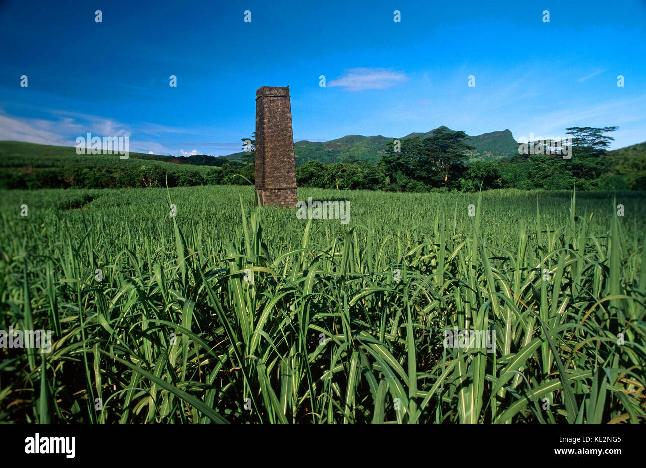 Plantation de sucre (sucre de canne) sur l'Ile Maurice Banque D'Images