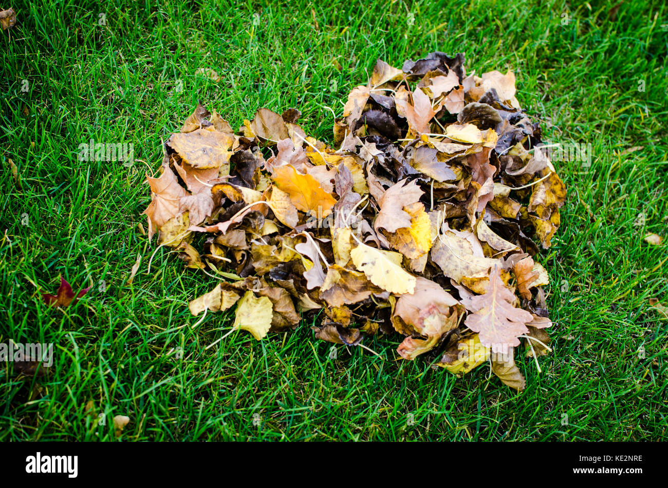 Forme de coeur de sécher les feuilles d'automne sur l'herbe Banque D'Images