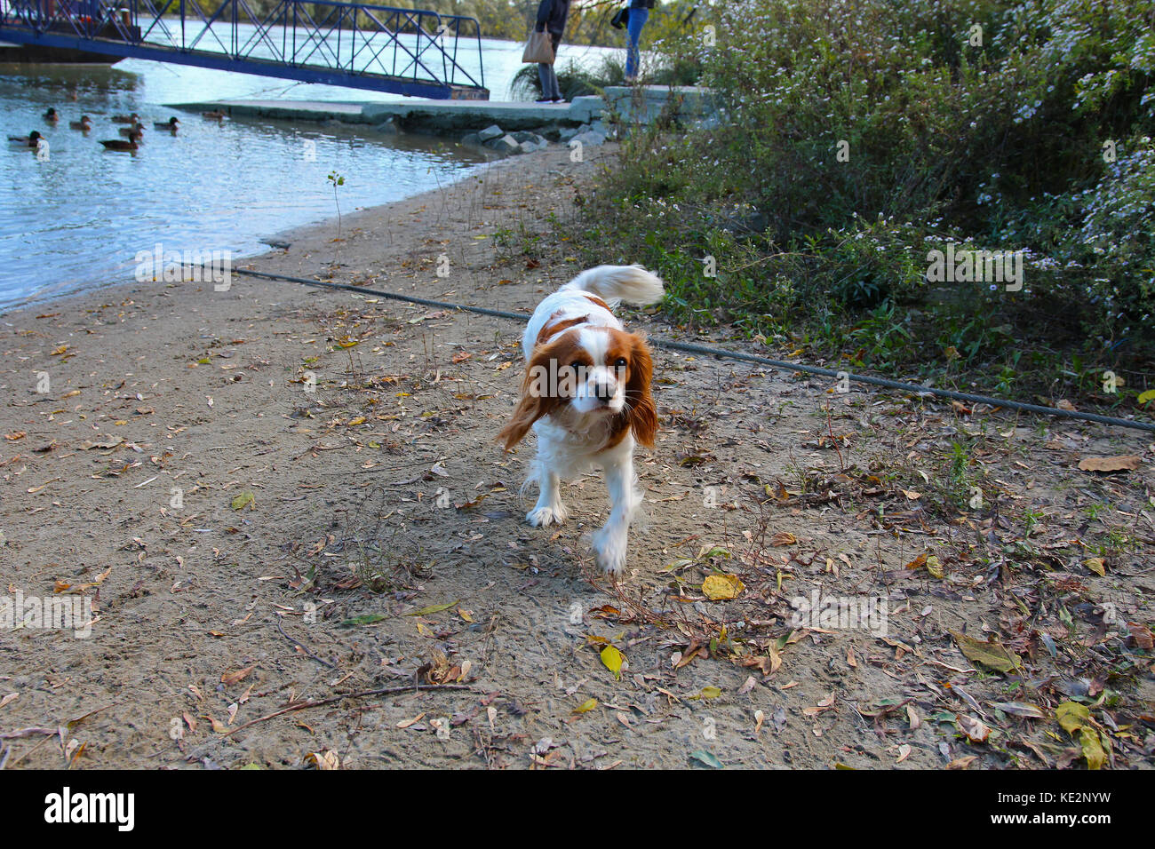 Chien sans laisse Banque D'Images