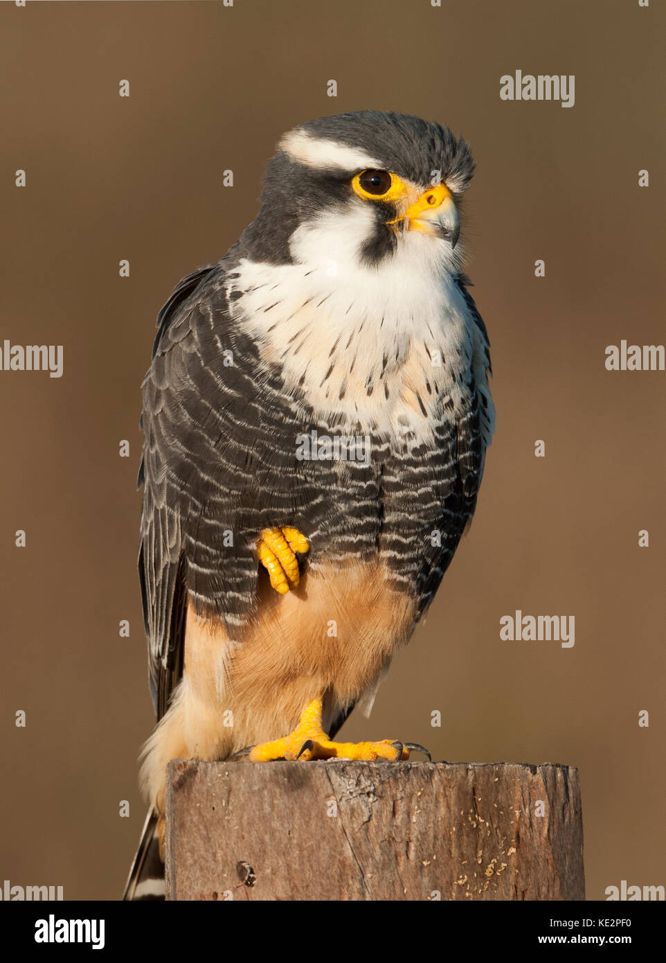 Un faucon aplomado falco (fémorale) du Pantanal, Brésil Banque D'Images