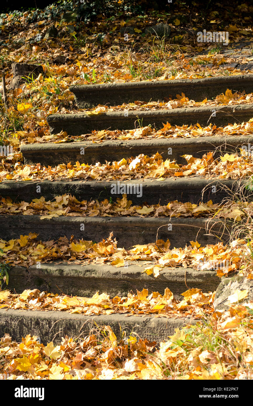 Escaliers plein de feuilles d'automne Banque D'Images
