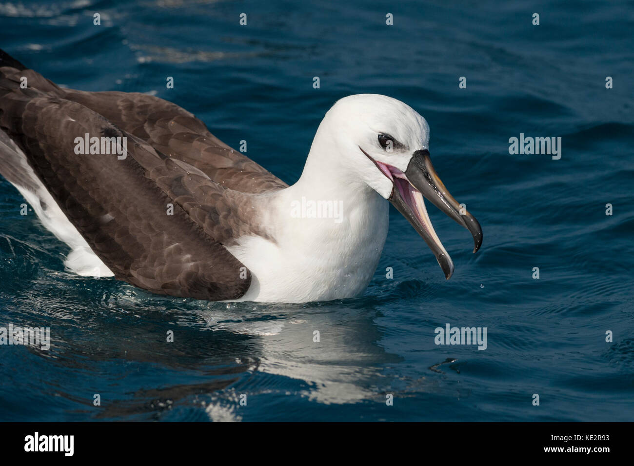 Un albatros à nez jaune de l'Atlantique au large des eaux du Brésil se Banque D'Images