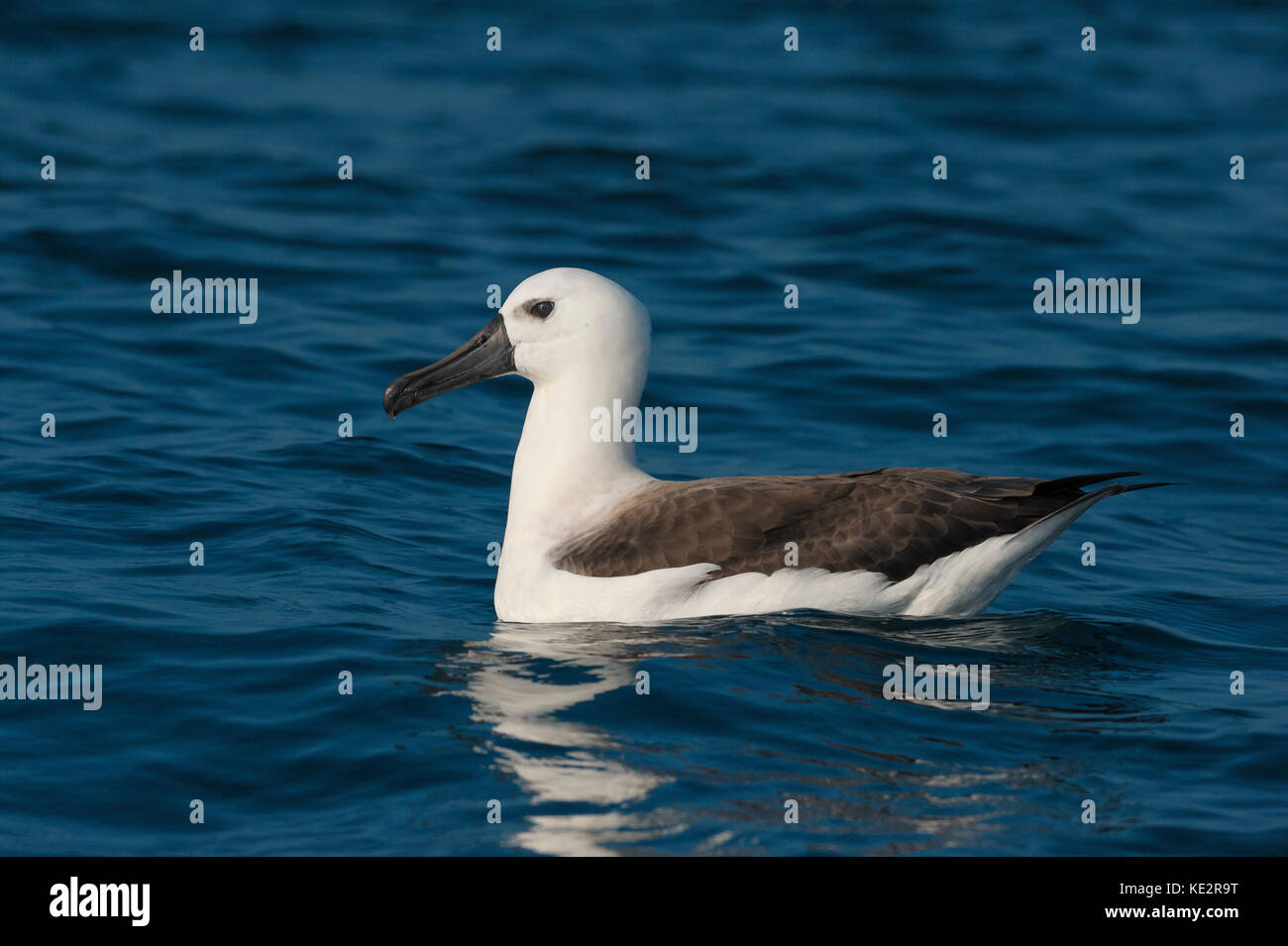 Un albatros à nez jaune de l'Atlantique au large des eaux du Brésil se Banque D'Images