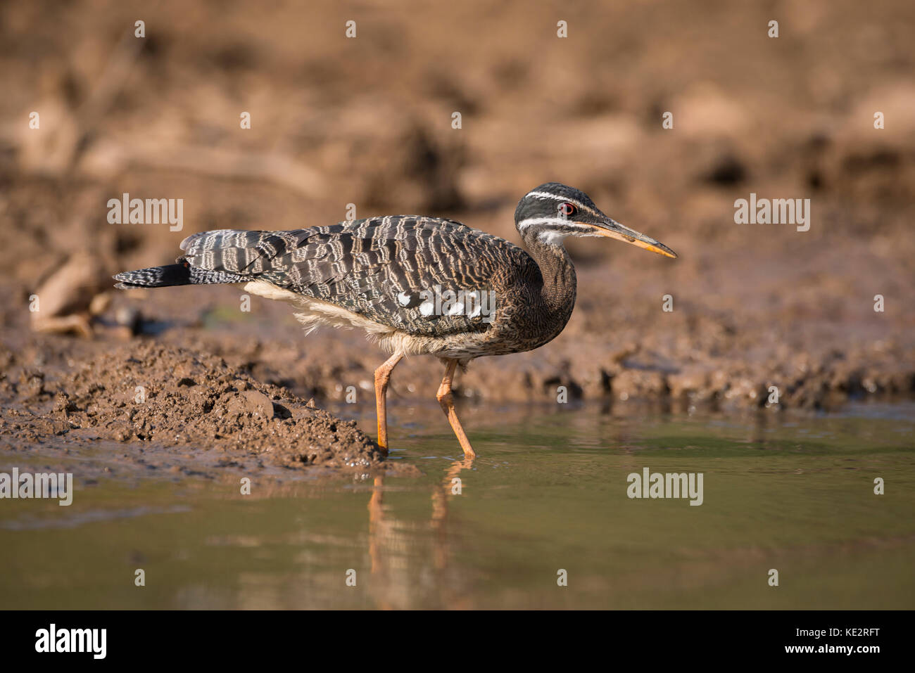 Un Sunbittern du Pantanal, Brésil Banque D'Images