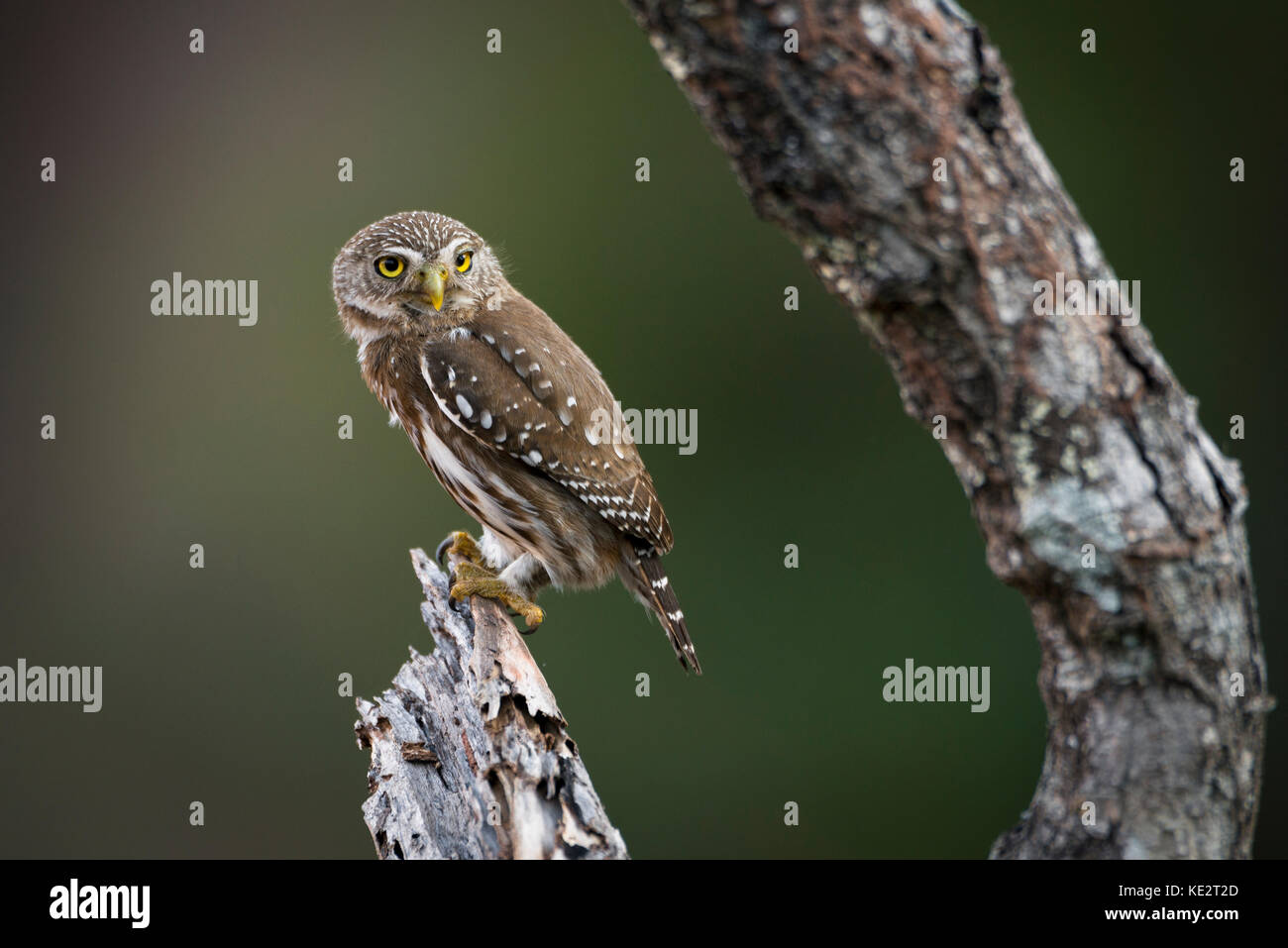 Une pymy-Owl rouilleuse (Glaucidium brasilianum) du centre du Brésil Banque D'Images