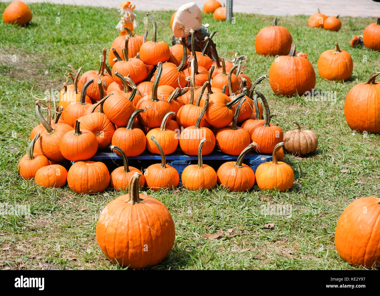 Pyramide de citrouilles au marché de producteurs à Lake Mary, en Floride. Banque D'Images