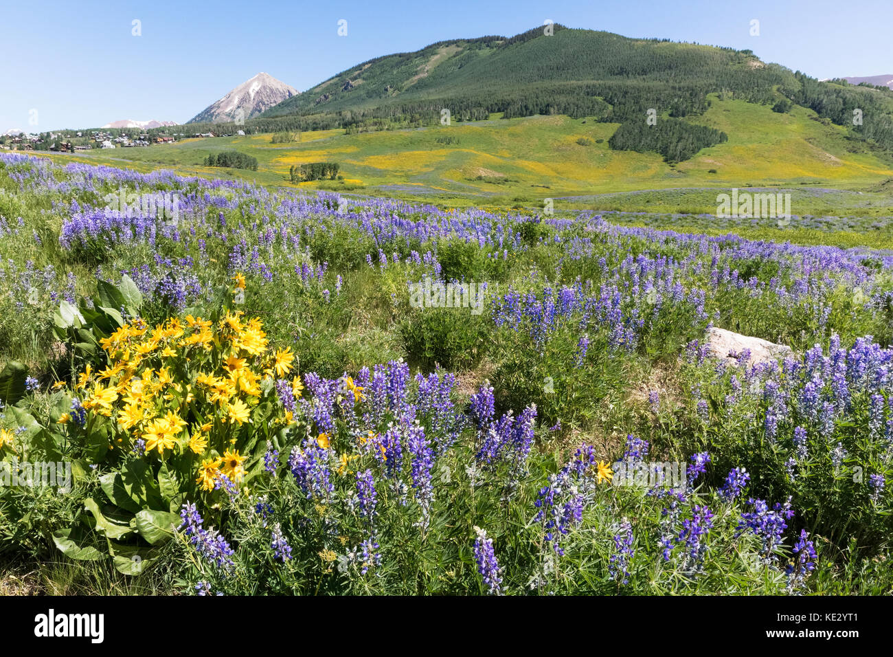 Aspen Sunflowers et Silvery Lupin (Lupinus argenteus) couvre les contreforts des montagnes Rocheuses, Crested Butte, Colorado, États-Unis Banque D'Images