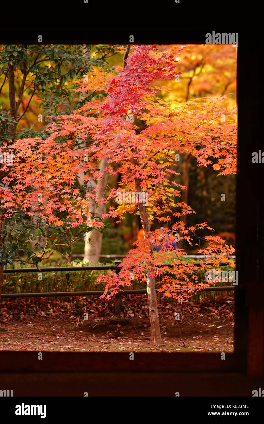 Feuillage d'automne japonais dans heirin temple, préfecture de Saitama, Japon Banque D'Images