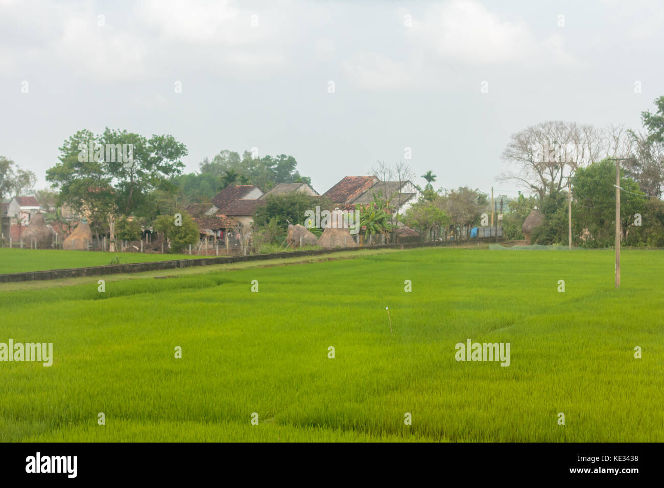 Les champs de riz du sud Vietnam. Banque D'Images