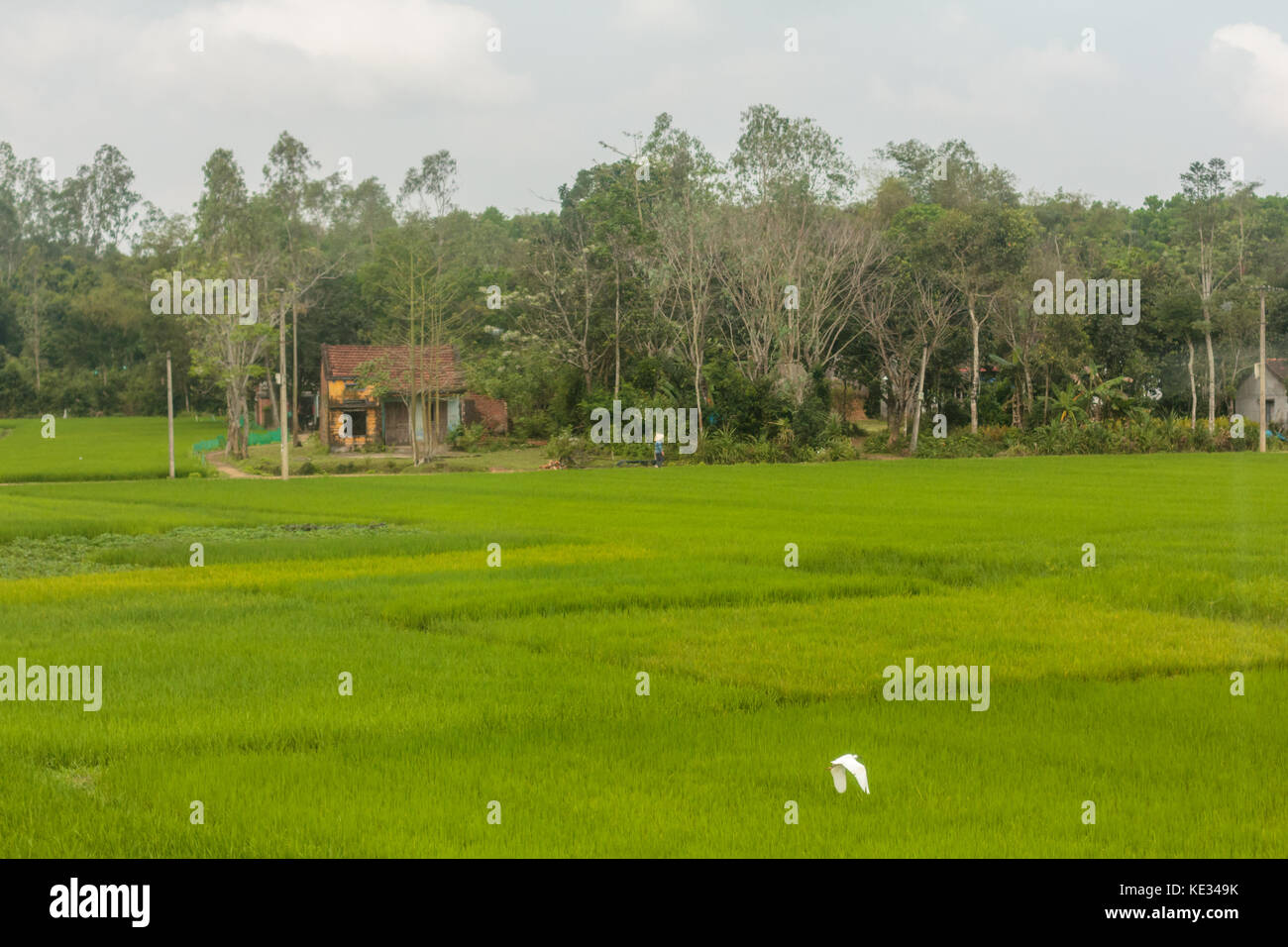 Les champs de riz du sud Vietnam. Banque D'Images