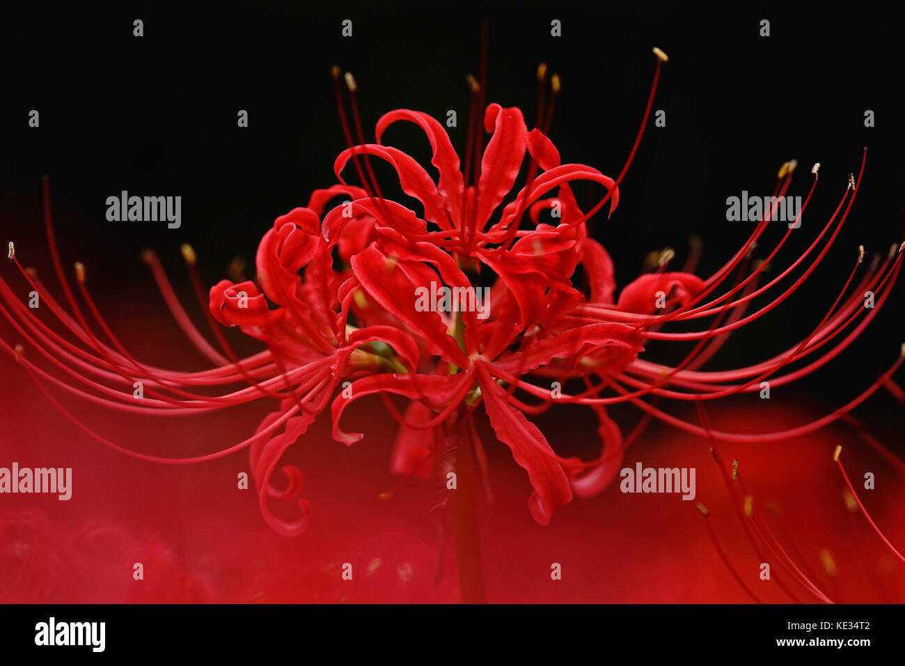 Lycoris radiata, kinchakuda, préfecture de Saitama, Japon Banque D'Images