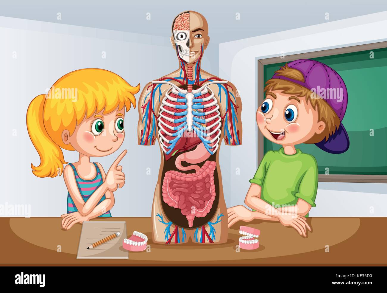 Les élèves l'apprentissage de l'anatomie humaine illustration Illustration de Vecteur
