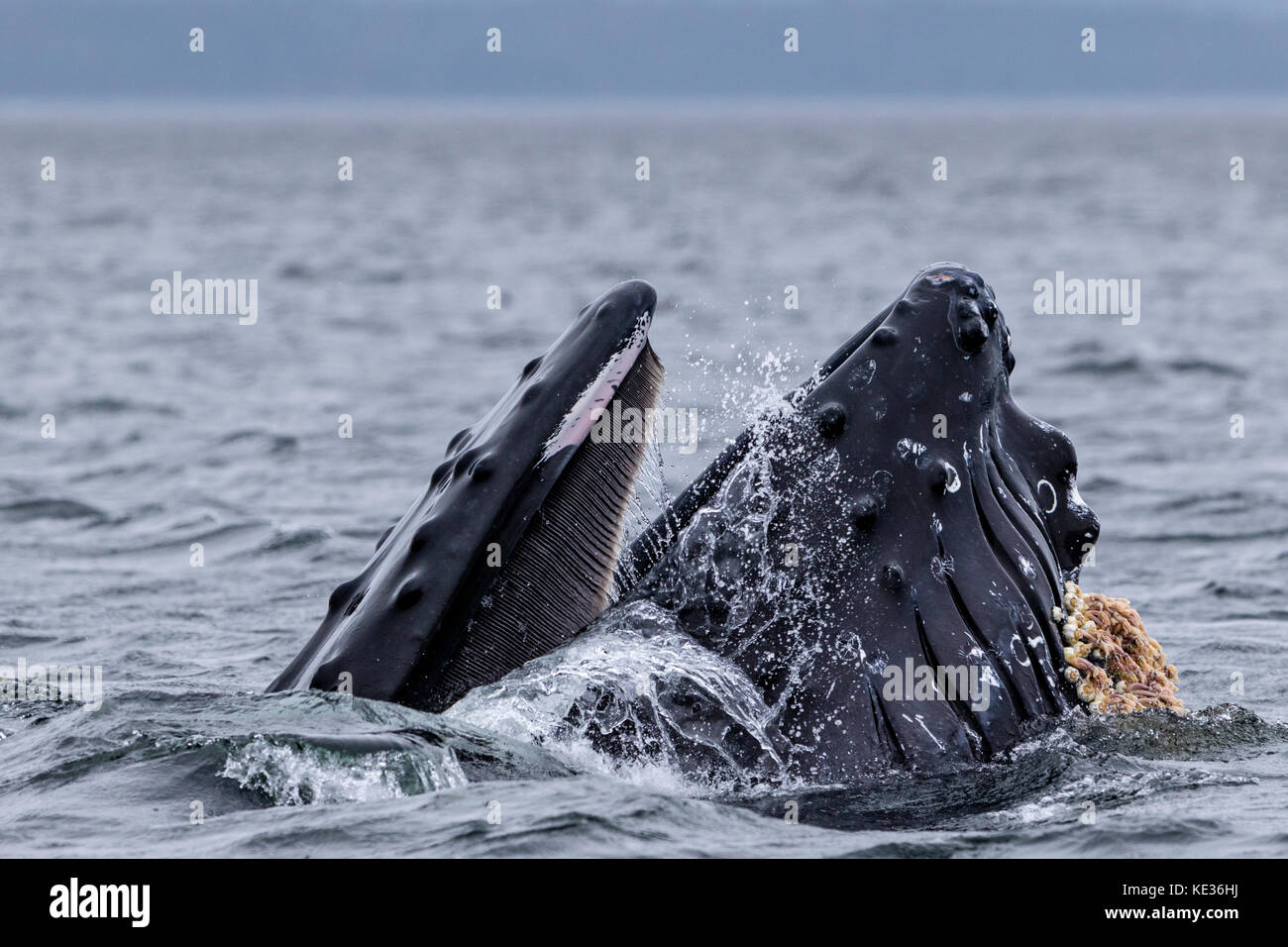 Baleine à bosse sur une jambe à l'alimentation par la bouche grande ouverte dans le parc provincial marin de l'archipel de Broughton au large de l'île de Vancouver, Colombie-Britannique, Canada Banque D'Images