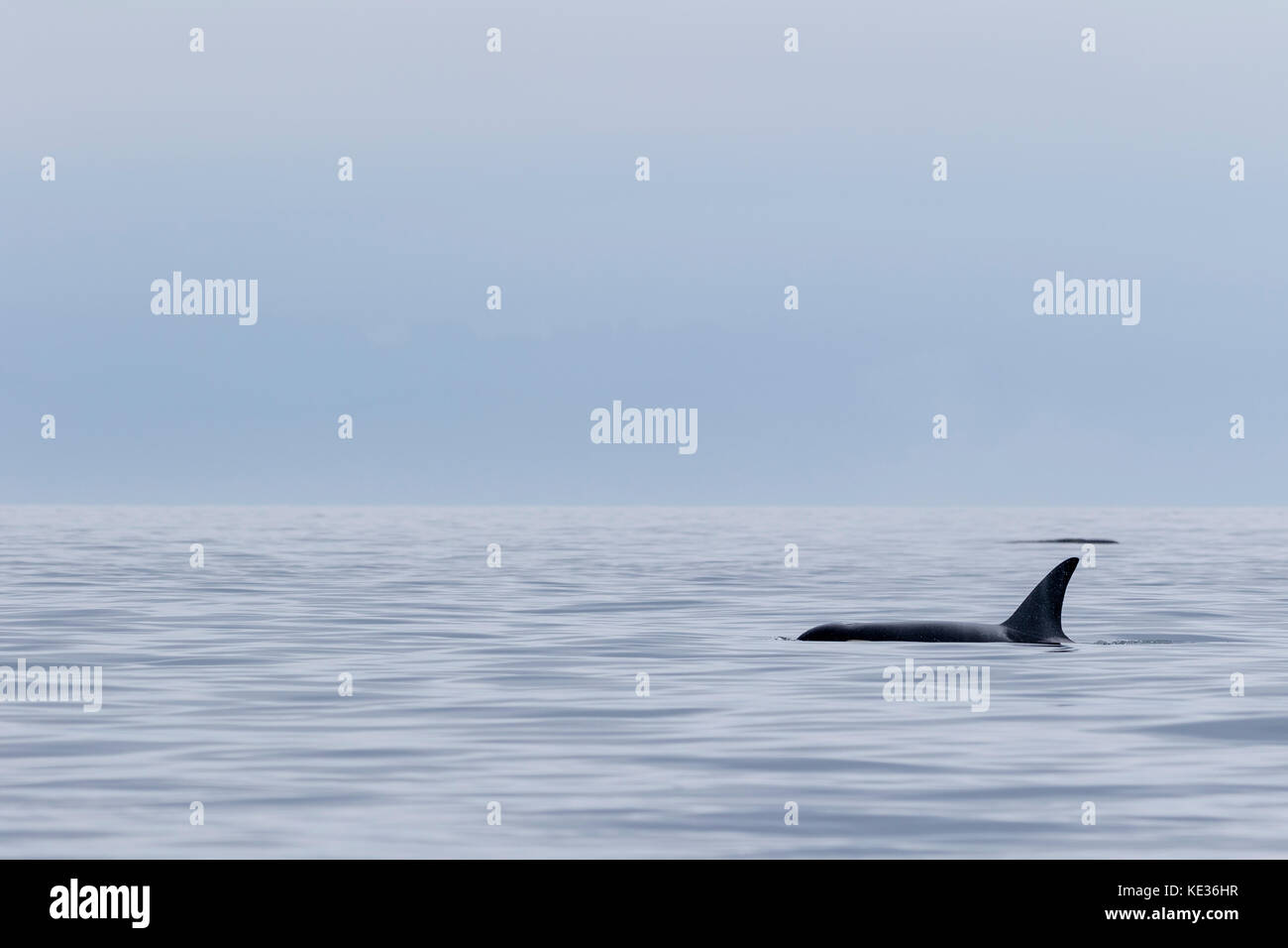 Un résident du nord30 killer whale (Orcinus orca) qui voyagent à travers le brouillard dans le détroit de la Reine-Charlotte au large du nord de l'île de Vancouver, Colombie-Britannique, Canada. Banque D'Images