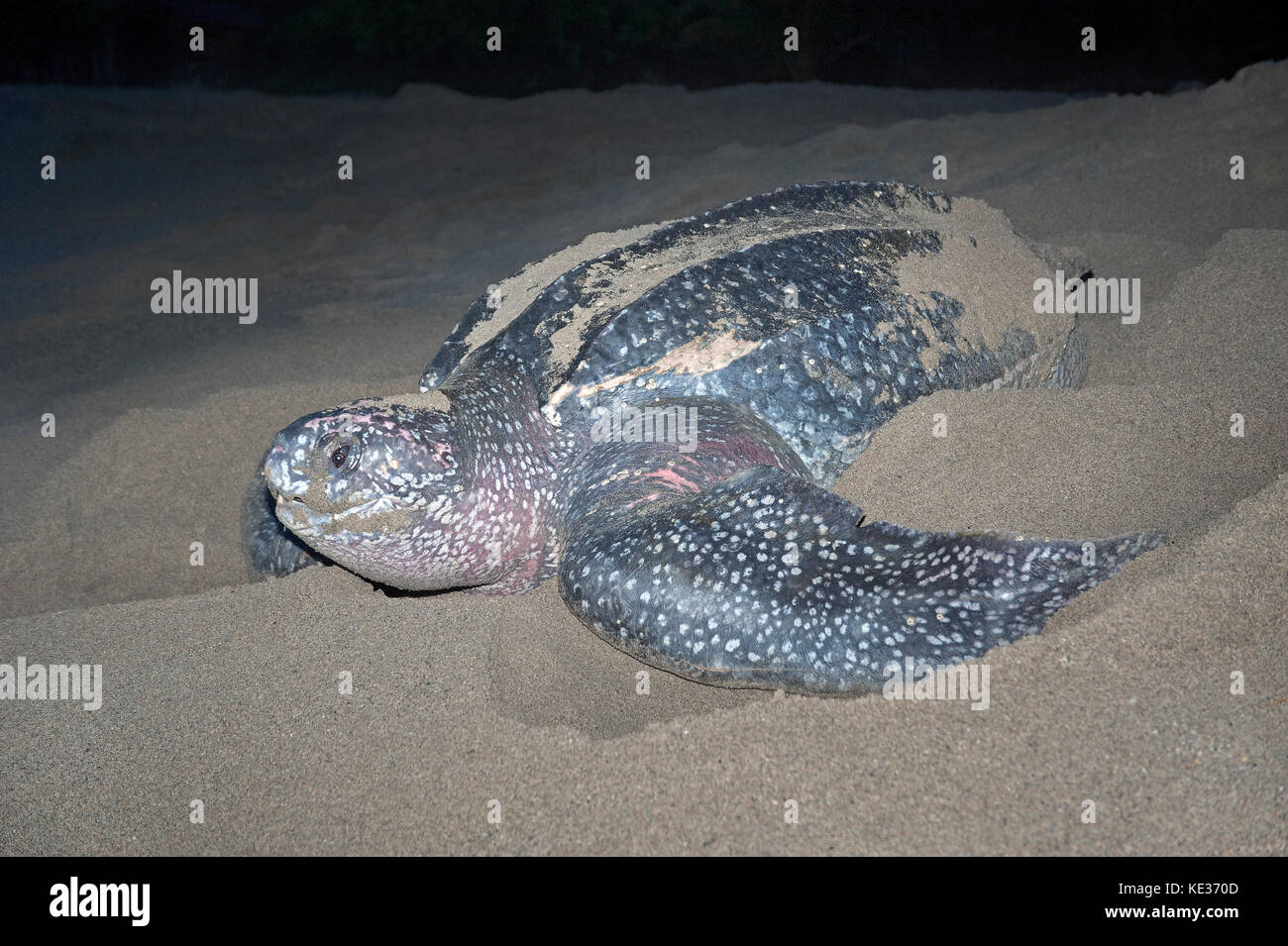 La nidification Tortue luth (Dermochelys coriacea), Grande Rivière, la Trinité. Banque D'Images