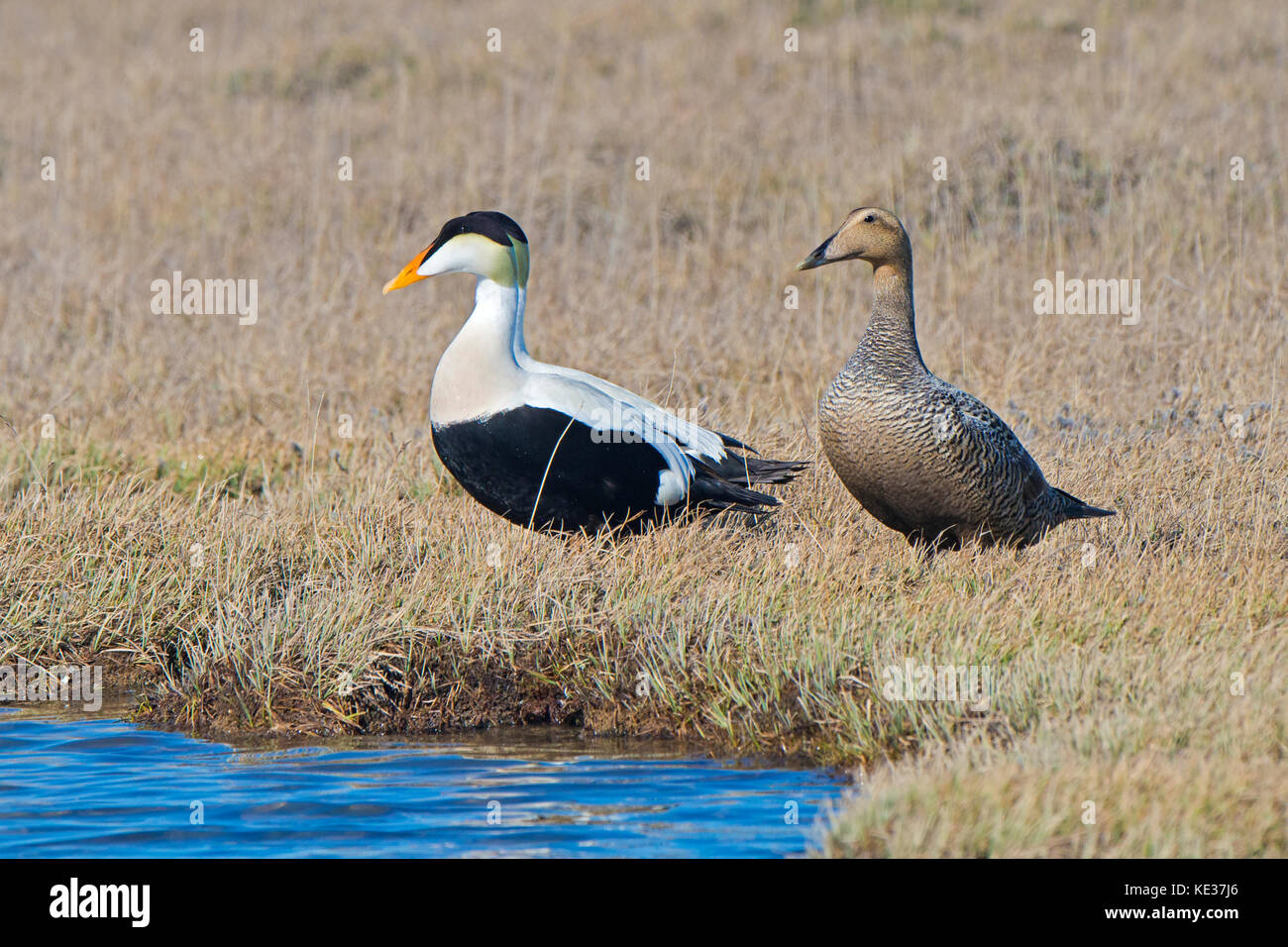 Les eiders à duvet (Somateria mollissima) race du Pacifique, l'île Victoria, Nunavut, Canada l'Arctique Banque D'Images