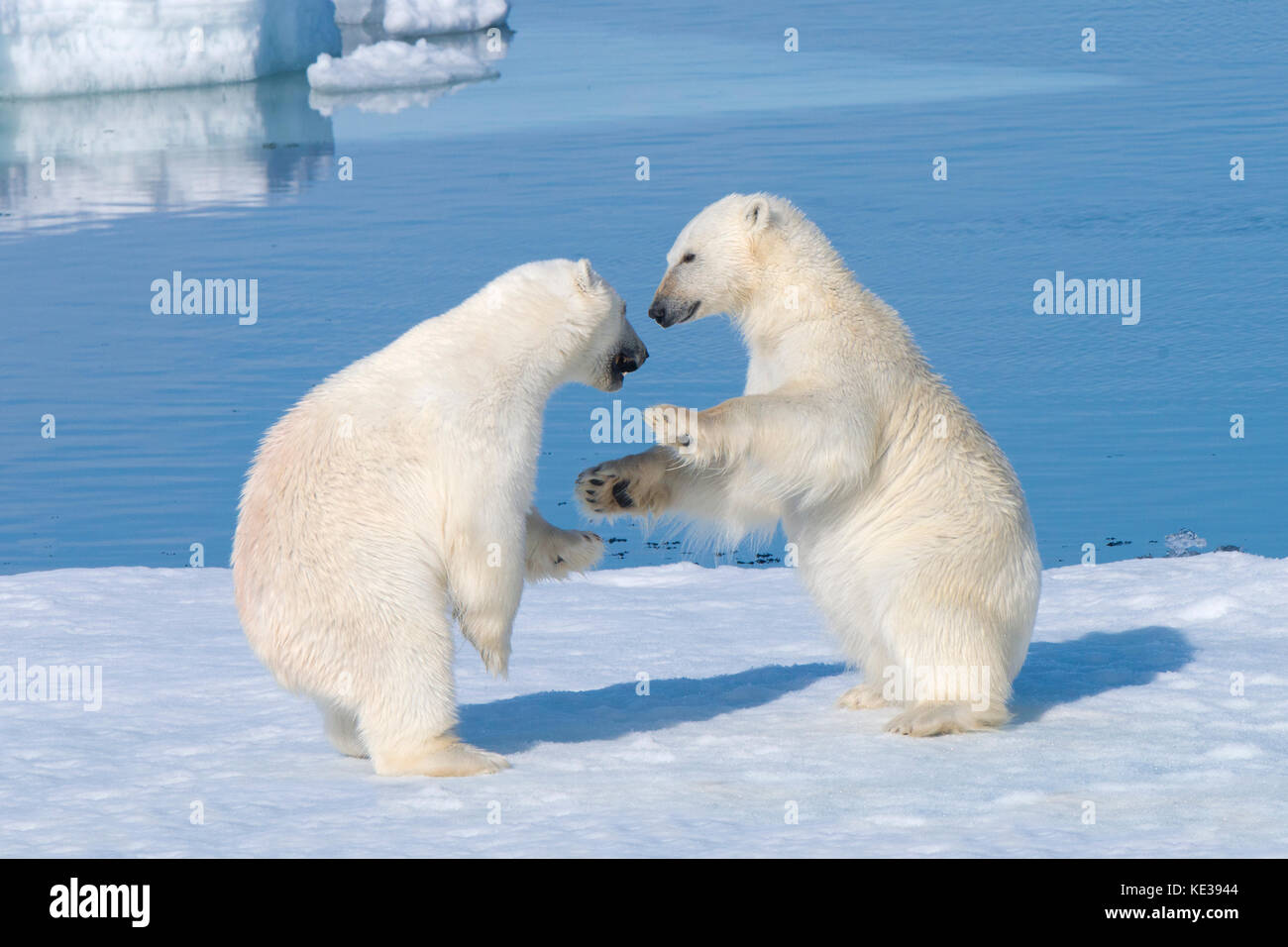 Deux ans d'oursons de l'ours polaire (Ursus maritimus) jouant, archipel du Svalbard, l'Arctique norvégien, Banque D'Images