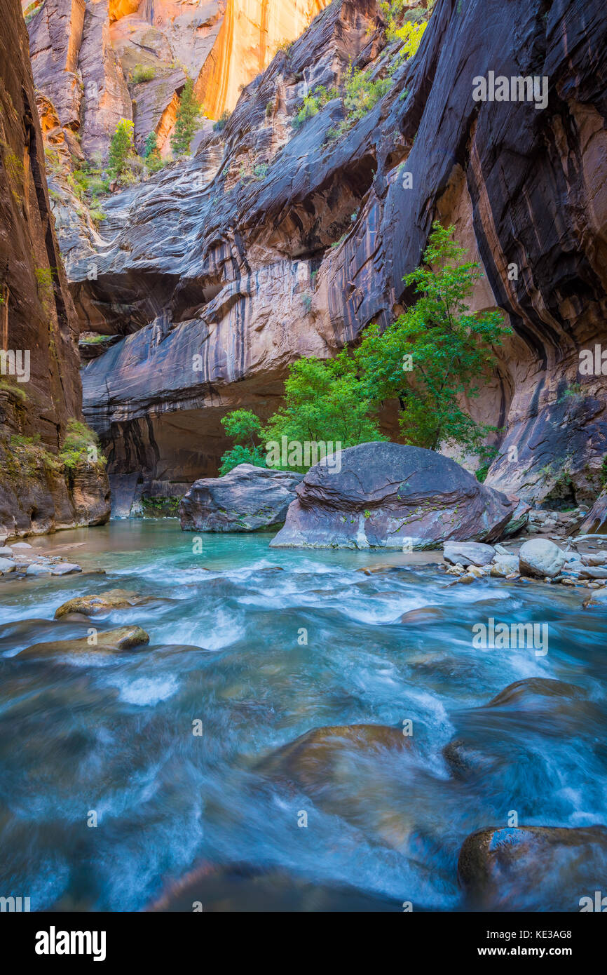 Le passage étroit dans Zion National Park, (près de Springdale, en Utah) est une section de canyon sur l'embranchement nord de la rivière Virgin. La randonnée du Narrows est sur Banque D'Images