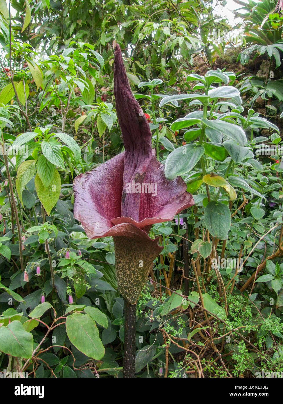 Titan Arum plante en ambiance de la végétation dense Banque D'Images