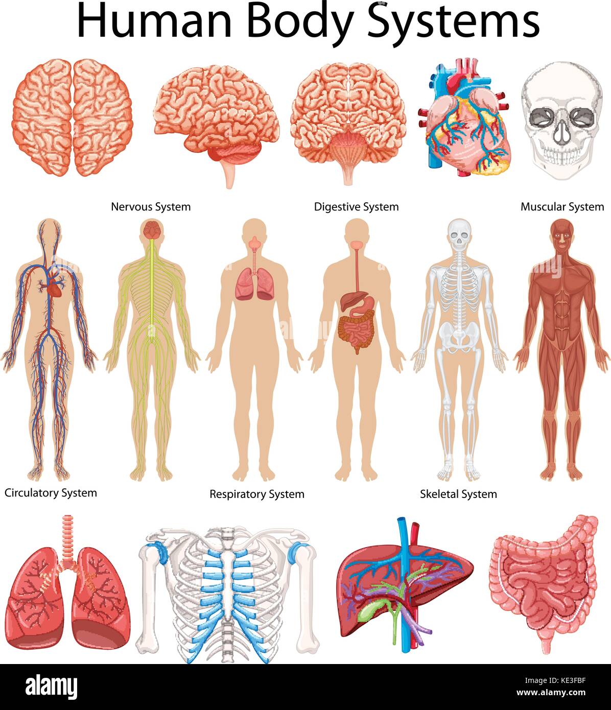 Schéma de l'illustration des systèmes du corps humain Illustration de Vecteur