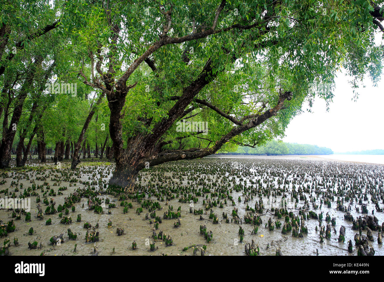 La respiration des racines de lavande arbres au monde plus grande forêt de mangroves des Sundarbans, célèbre pour le Royal tigre du Bengale et de l'UNESCO au Patrimoine mondial en Ba Banque D'Images