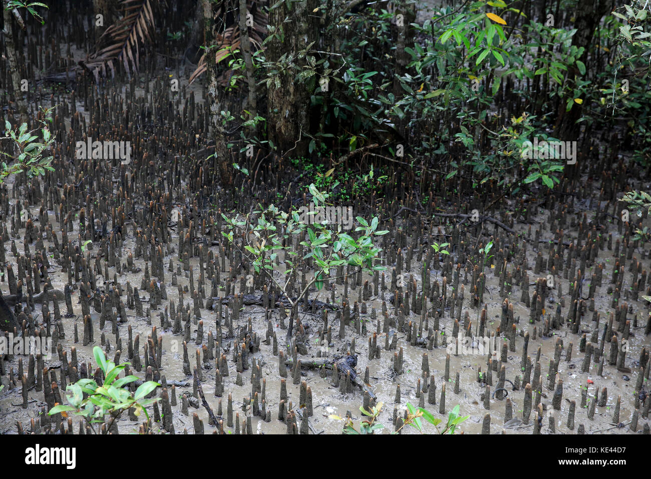 La respiration des racines de sundori arbres au monde plus grande forêt de mangroves des Sundarbans, célèbre pour le royal tigre du Bengale et de l'Unesco au patrimoine mondial en Banque D'Images