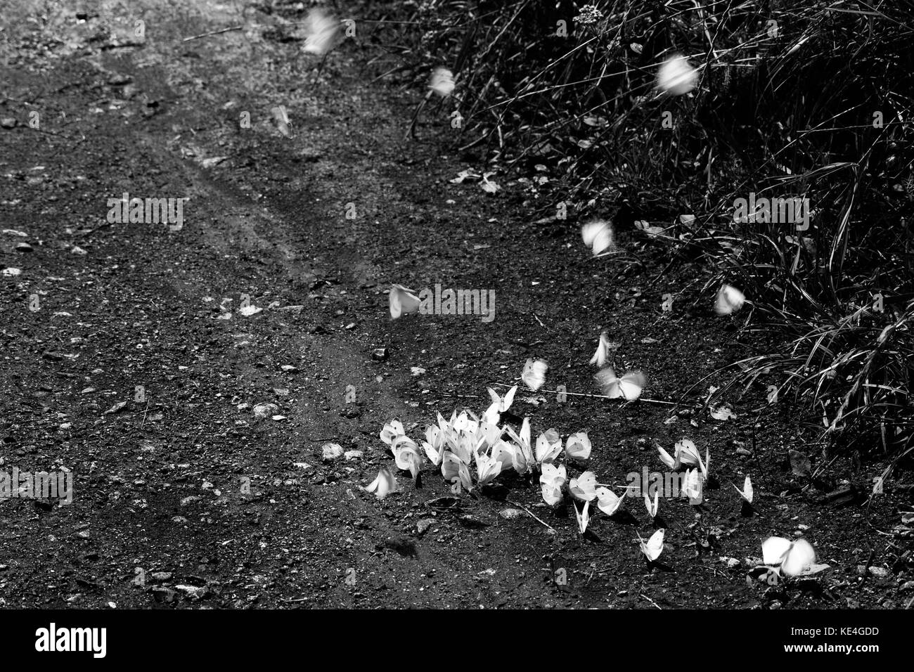 Vue d'un groupe de blanc, papillons volant sur le terrain Banque D'Images