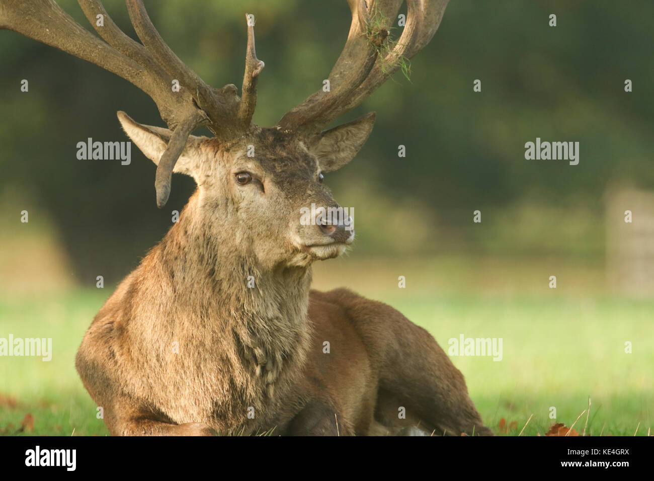 Un grand cerf de Virginie (Cervus elaphus) se reposant dans les bois pendant la saison de la rutèse. Banque D'Images