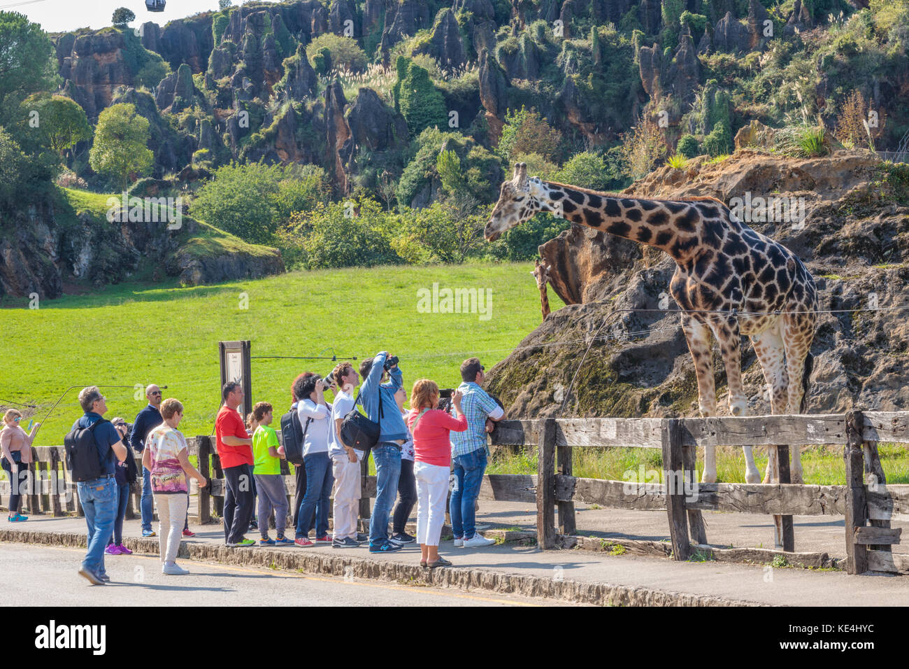 Parc Naturel de Cabarceno, la girafe qui pose pour les caméras Banque D'Images