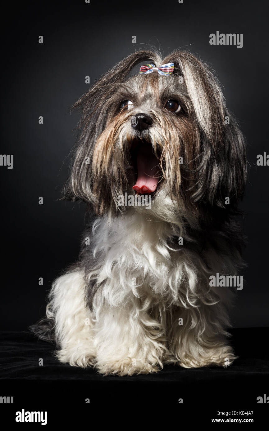 Portrait of a cute Bichon Havanais chien avec ribbon bow, bâillant sur fond noir. Banque D'Images